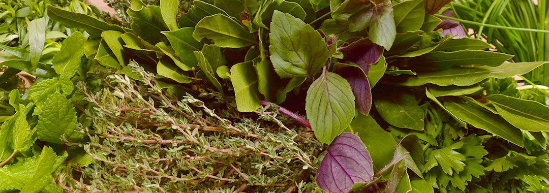 herbes, aromates herbes, aromates
