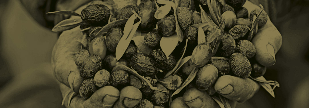 olives olives