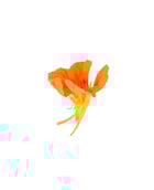 Fleurs de Capucine - Edélices Primeur