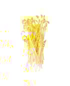 Germes de petits pois - Edélices Primeur