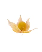 Physalis - Edélices Primeur