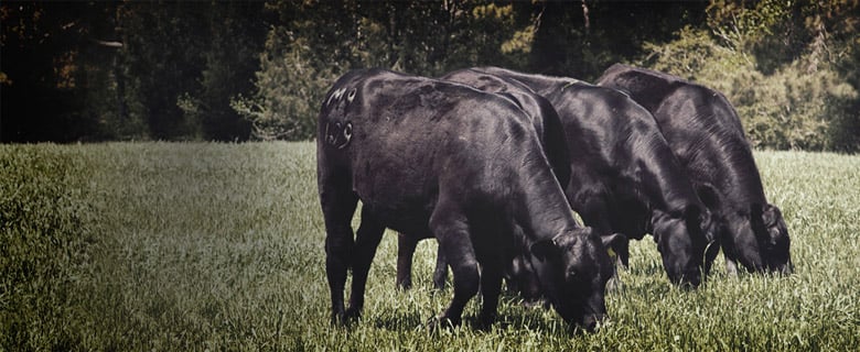 black angus