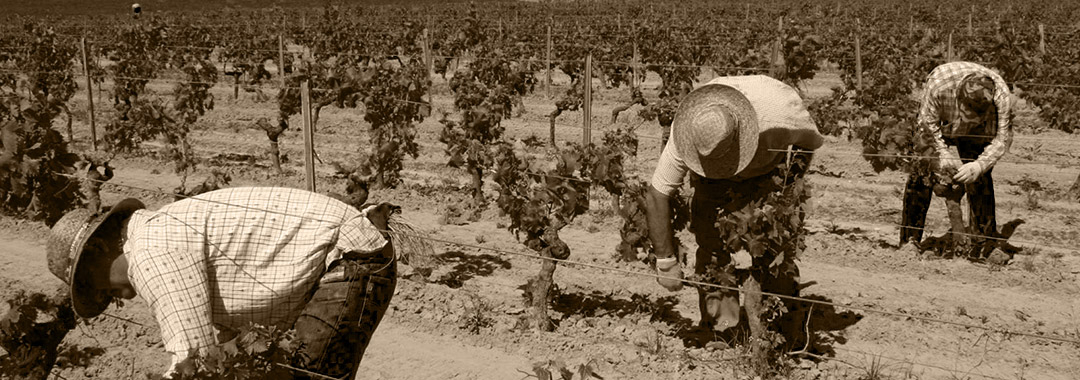 vinaigre de Xérès vinaigre de Xérès