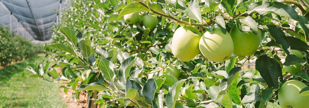 capfruit capfruit