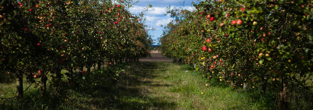 Domaine des Cinq Autels Domaine des Cinq Autels