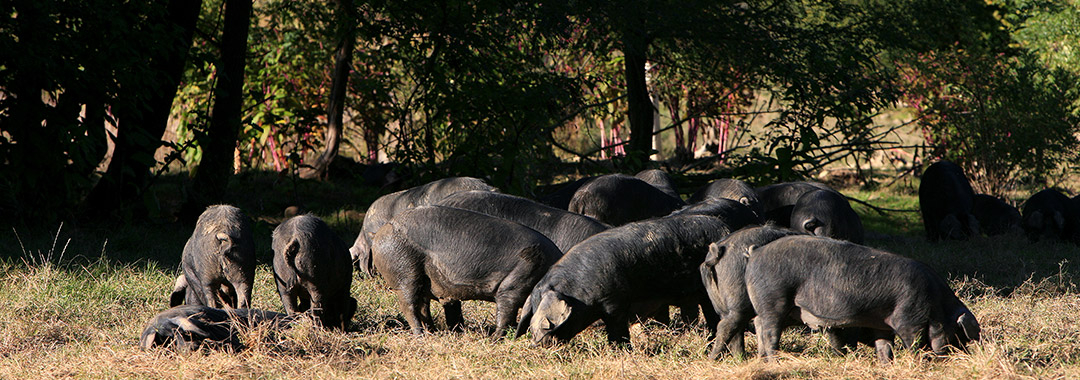 porc noir de bigorre porc noir de bigorre