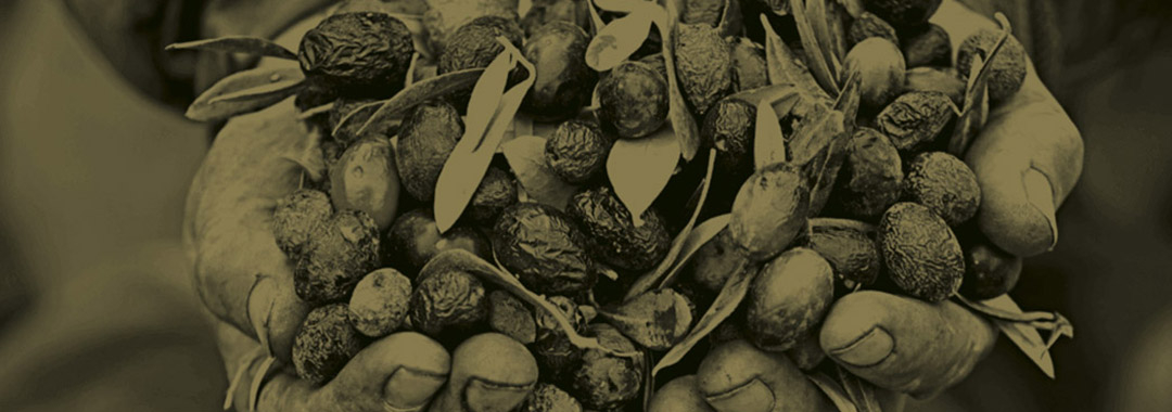olives olives