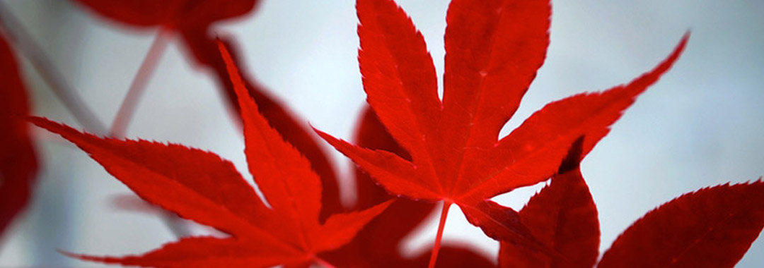 Produits d'érable bio Produits d'érable bio