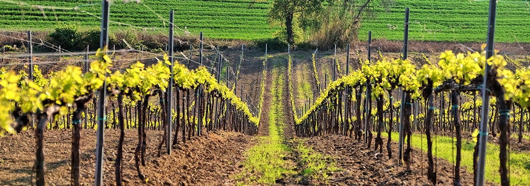 vins vins
