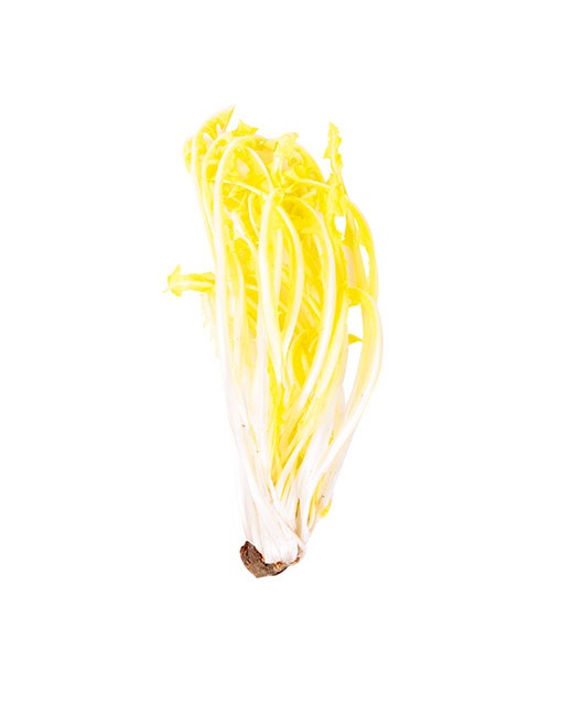 Pissenlit blanc - Edélices Primeur