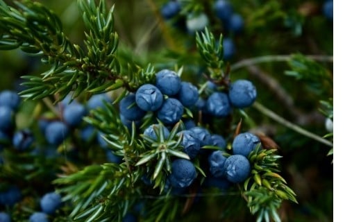 Baie de genièvre - Terre Exotique