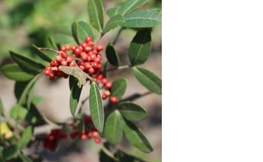 Baie rose - Terre Exotique