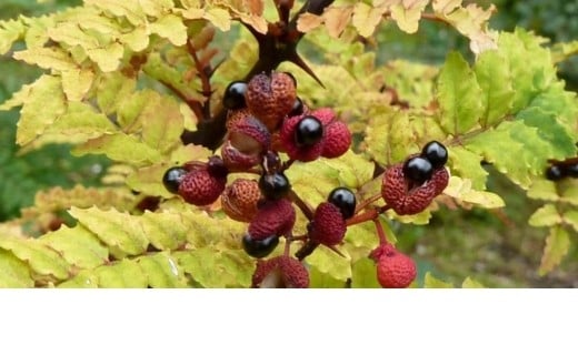 Baie de Szechuan rouge  - Terre Exotique