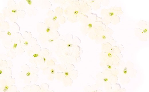 Fleurs comestibles séchées de verveine blanche - Neworks