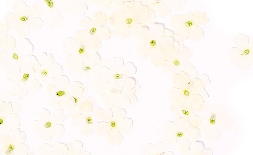 Fleurs comestibles séchées de verveine blanche - Neworks