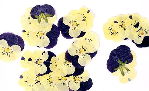Fleurs comestibles séchées de pensée jaune et violette - Neworks