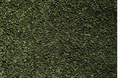 Graines de fenouil - Terre Exotique