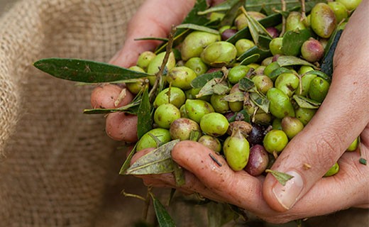 Huile d'olive vierge extra - primeur - Kalios