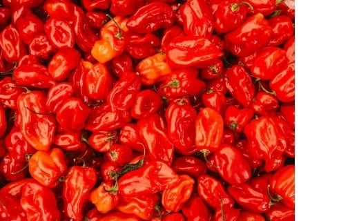 Piment Habanero - Terre Exotique