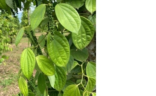 Poivre blanc du Costa Rica - Terre Exotique