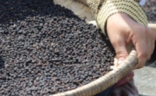 Poivre cubèbe - Terre Exotique