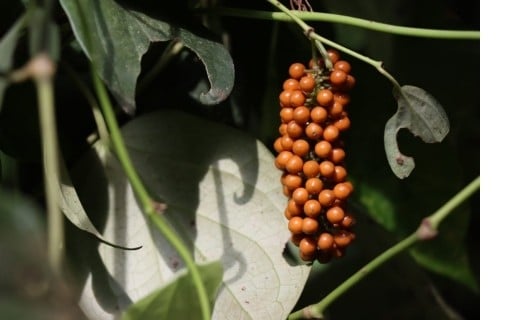 Poivre de la Likouala  - Terre Exotique