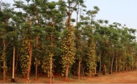 Poivre noir des Bolovens - Terre Exotique
