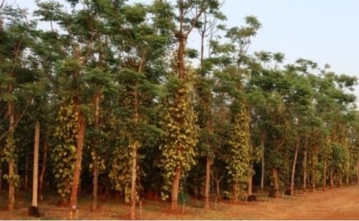 Poivre vert frais et salé des Bolovens - Terre Exotique