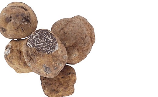 Truffes Bianchetti fraîches 100g - Tuber Albidum Pico - Truffe France