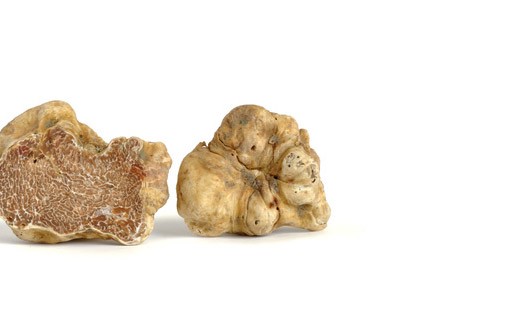 Truffes blanches d'Alba fraîches 50g - Tuber Magnatum pico - Truffe France