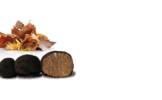 Truffes de Bourgogne fraîches 100g - Tuber Uncinatum - Truffe France