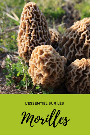 L'essentiel sur les morilles