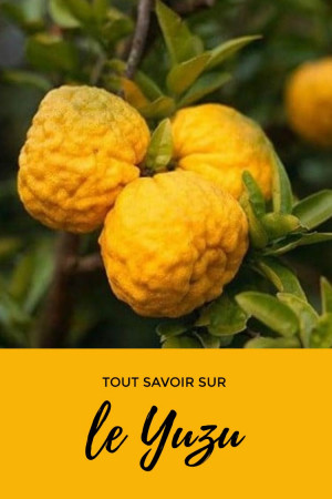 Tout savoir sur le yuzu