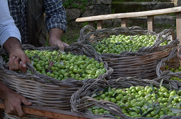 huile-olive-verte