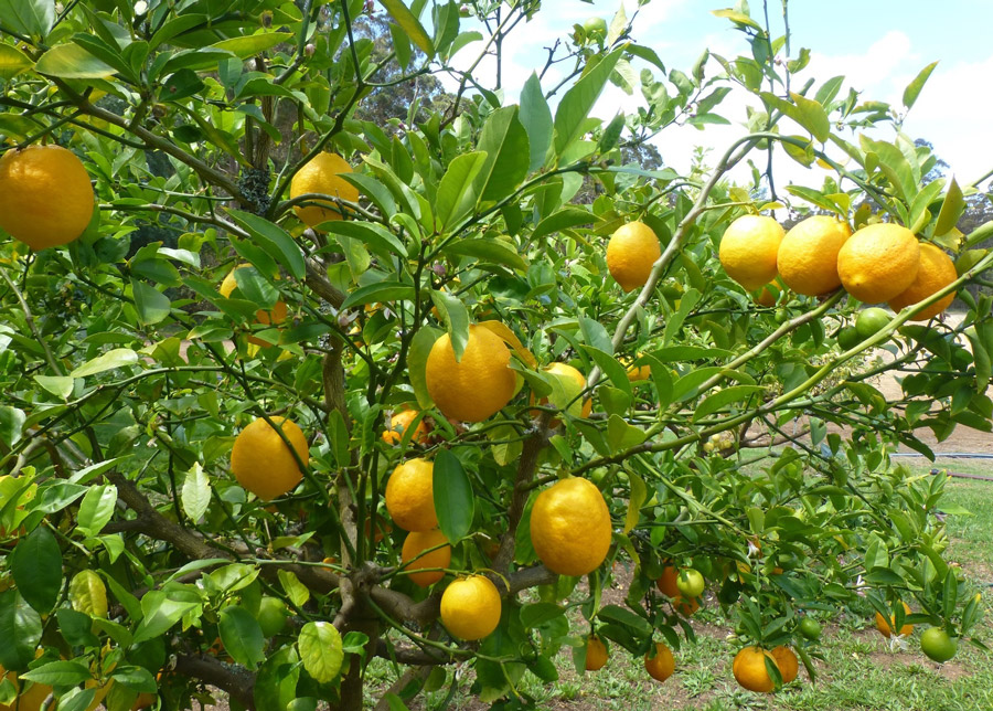 Yuzu - Tout savoir sur ce fruit méconnu : prix, goût, productions