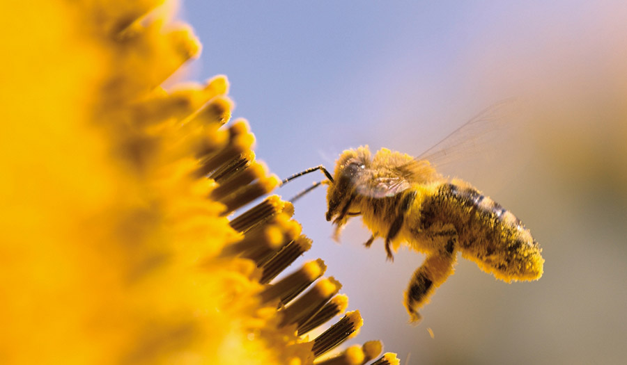 pollen