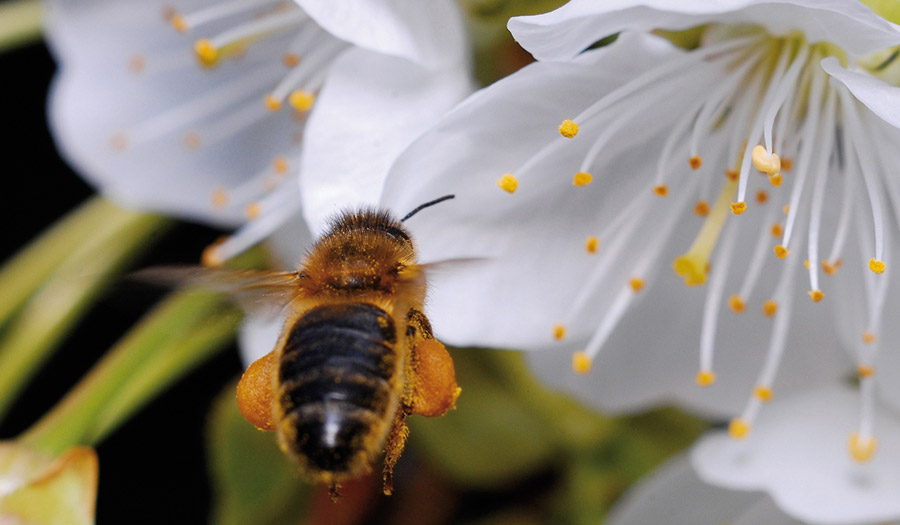 pollen