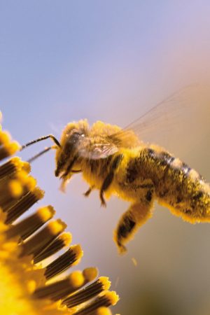 Propolis, pollen, gelée royale, quelle différence ?