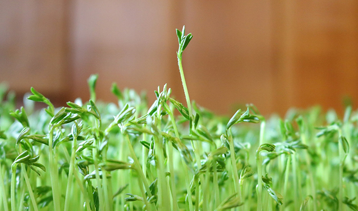 lentille-verte-floraison